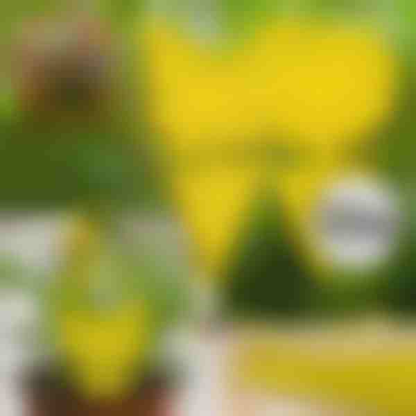 Lepkavé pasce na muchy (10 ks) | BUGILURE