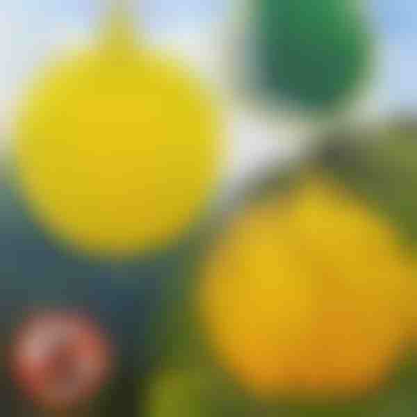 6-balenie závesných pascí na muchy | BUGIORB