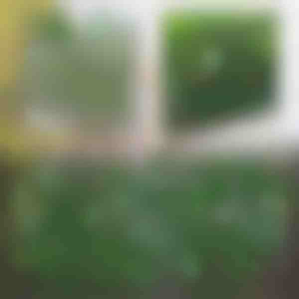 Dekoratívny a praktický plot pre terasu a záhradu | GREENFENCE