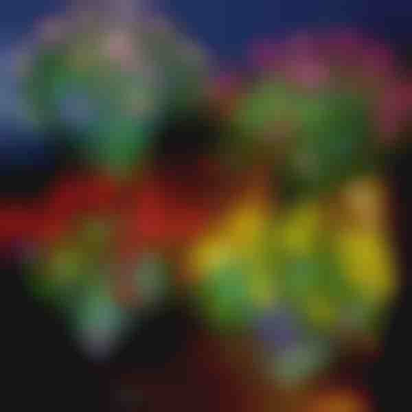 Solárne kvetinové svetlá | ROSILUME