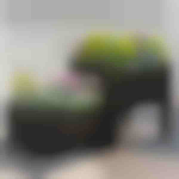 Pestovateľský box | BOTANITKO